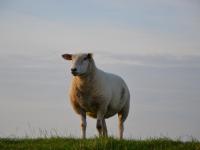 Schaf an der Nordseeküste 