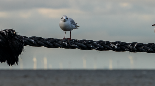 Ebbe an der Nordseeküste mit Möwen 