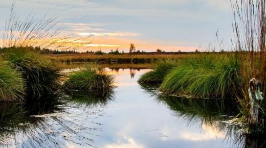 Moorlandschaft 