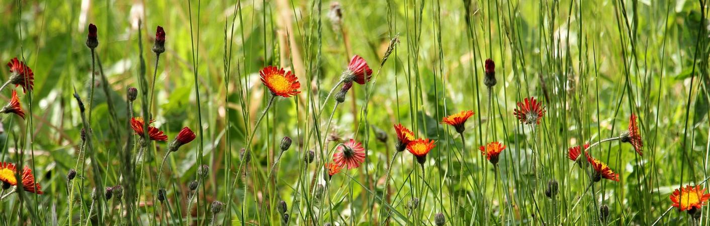 Blumenwiese vor dem WIntergarten