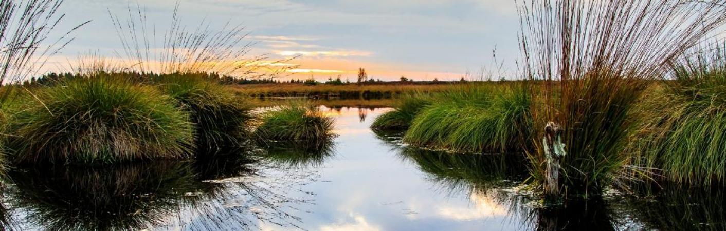 Moorlandschaft 